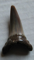 Carcharodon hastalis Agassiz, 1843 